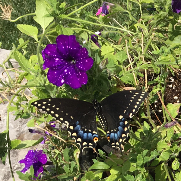 Swallowtail Butterfly A Welcome Visitor To My Petunias Herb Garden Gal