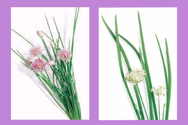 Chives Vs Garlic Chives What Is The Difference And More Herb Garden Gal