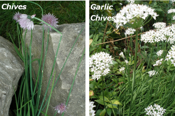 Chives Vs Garlic Chives What Is The Difference And More Herb Garden Gal