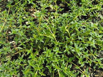 caraway thyme ground cover