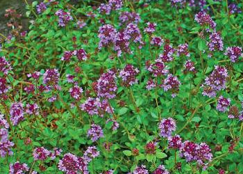 wild thyme meaning